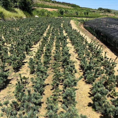 五针松短针五针松原杯原土五针松盆栽黑松嫁接的五针松小苗四季 - 图3