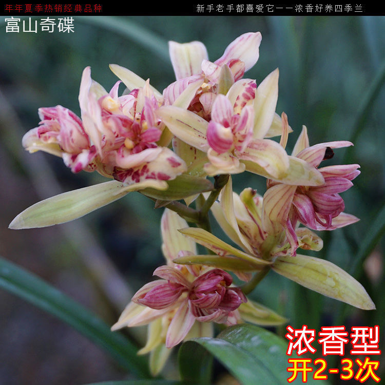 浓香型兰花苗四季建兰富山奇蝶带花奇花好养室内桌面绿植花卉盆栽 - 图3