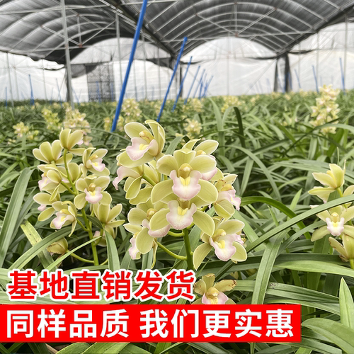翁源兰花苗大花蕙兰香水香兰带花浓香型新手好养室内绿植花卉盆栽 - 图3