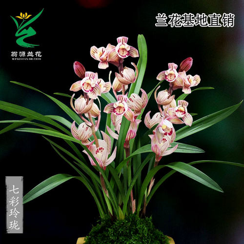 翁源兰花苗老种四季建兰七彩玲珑丹霞带花浓香好养高端室内卉盆栽 - 图0