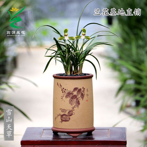 翁源兰花春兰中透吉祥如意矮种雪山天草四季建兰富山奇蝶带花浓香 - 图3