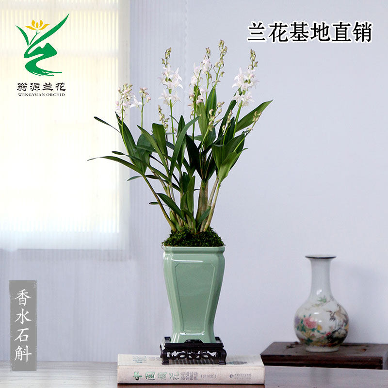 翁源兰花精品泼墨香水石斛兰紫云带花咖啡兰兔耳好养桌面花卉盆栽,淘宝优惠券,粉丝福利购,淘宝优惠卷