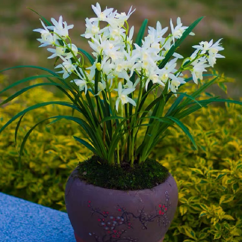 翁源兰花苗建兰荷瓣七彩玲珑香水出售浓香的兰花卉绿植盆栽 - 图0