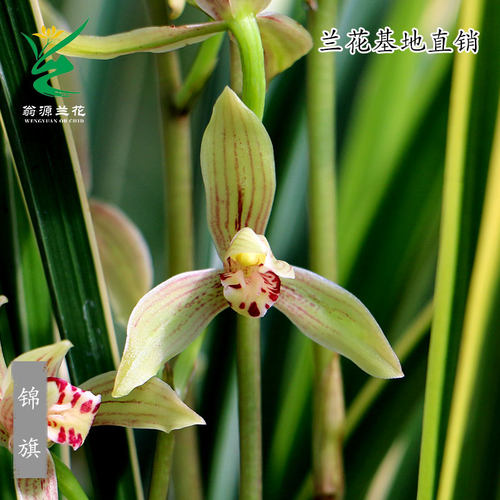 翁源老种四季建兰开花机器锦旗锦鹤金边七彩丹霞带花浓香好养花卉 - 图2