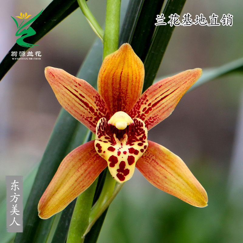 翁源四季建兰东方美人大花蕙兰黄金小神童带花浓香好养室内卉盆栽 - 图1