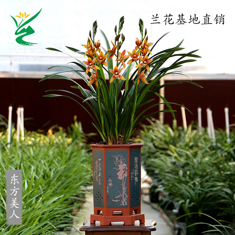 翁源四季建兰东方美人大花蕙兰黄金小神童带花浓香好养室内卉盆栽 - 图0