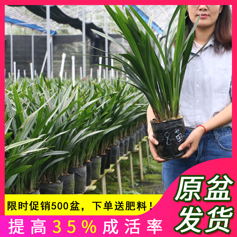 翁源兰花苗正品墨兰企黑金边室内红花除甲醛浓香好养室内植物盆栽 - 图0