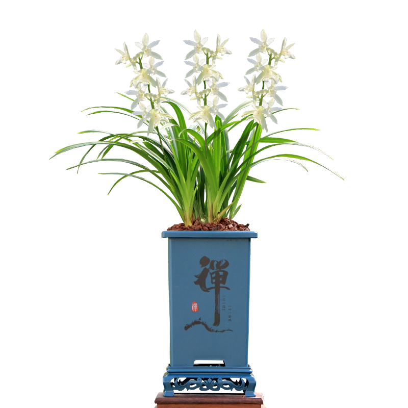 翁源兰花苗【新手随机福袋】精选好养浓香型室内绿植花卉盆栽 - 图3