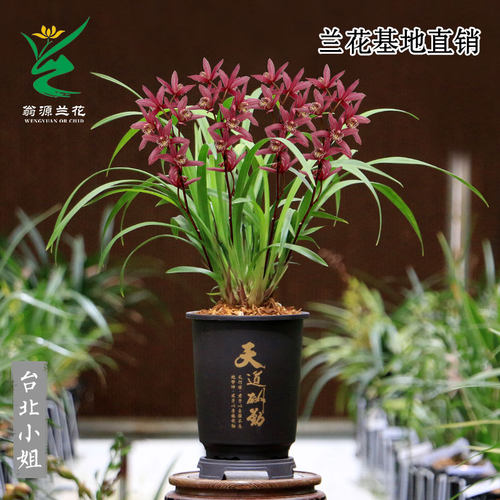 翁源兰花苗大花蕙兰金边中国龙带花浓香台北小姐好养室内花卉盆栽 - 图3