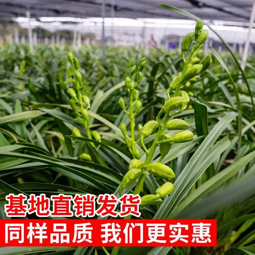 翁源兰花苗大花蕙兰香水香兰带花浓香型新手好养室内绿植花卉盆栽 - 图1