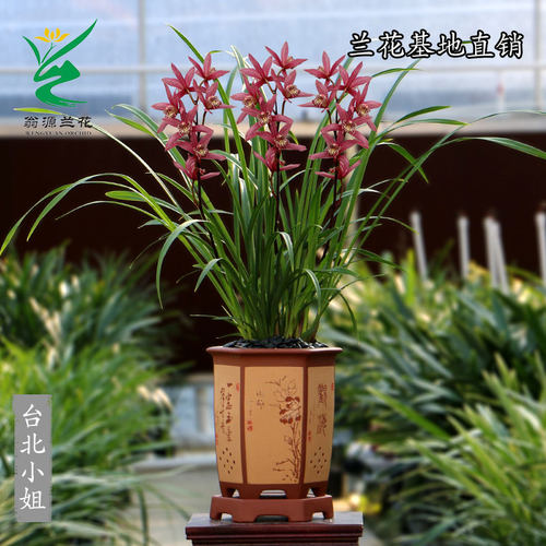 翁源兰花苗台北小姐带花浓香红霞仙子大花小神童好养室内花卉盆栽 - 图3