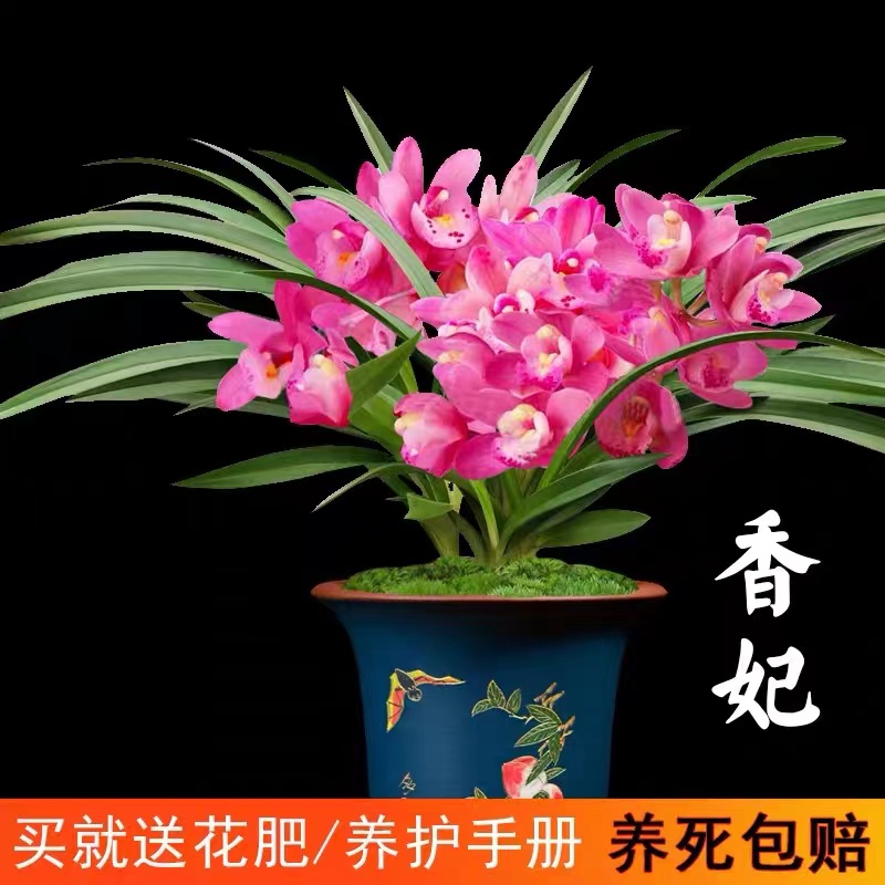 翁源兰花苗建兰荷瓣七彩玲珑香水出售浓香的兰花卉绿植盆栽 - 图1