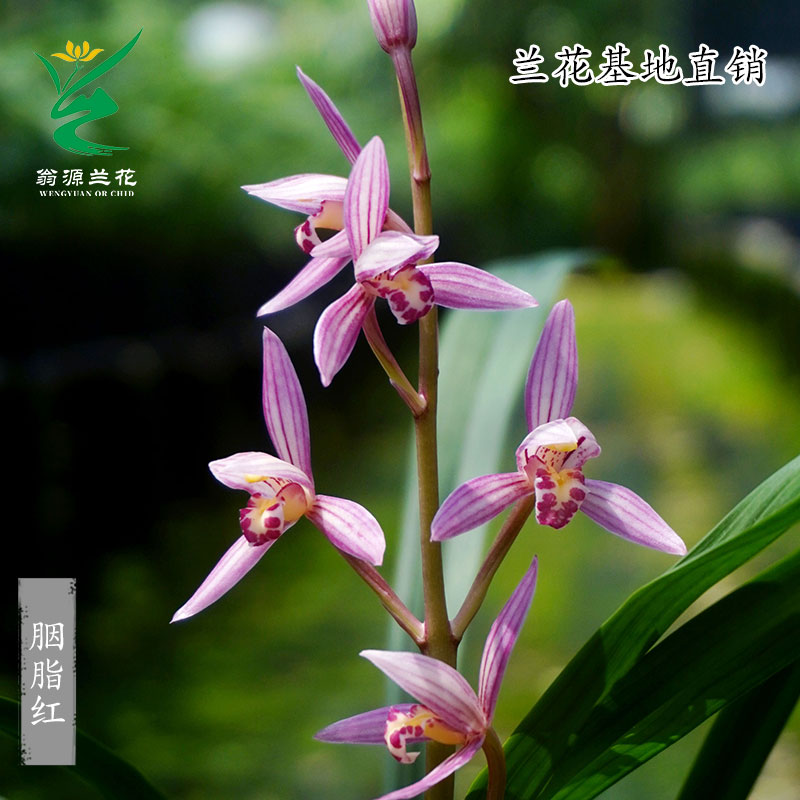 翁源高端墨兰秋榜胭脂红带花浓香四季建兰花苗市长红好养室内盆栽 - 图0