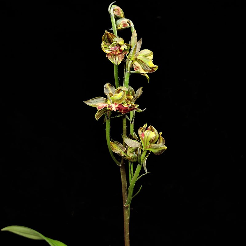 高端墨兰花苗奇花国香牡丹老种企黑四季建兰富山奇蝶带花浓香好养 - 图1