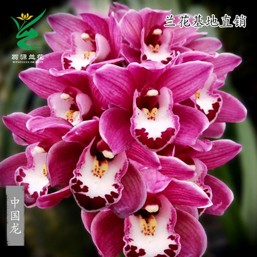翁源兰花苗大花蕙兰金边中国龙带花浓香台北小姐好养室内花卉盆栽 - 图0