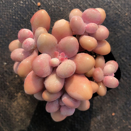 桃蛋桃蛋4头群生 多肉植物 桃之卵 新手肉肉 萌肉肉组合盆栽 - 图2