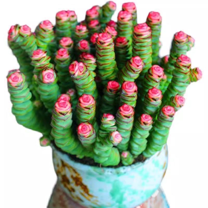 新品彩色钱串锦大株粉色多肉植物稀有品种盆栽室内吸甲醛绿植花卉,淘宝优惠券,粉丝福利购,淘宝优惠卷