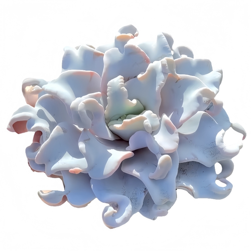 多肉植物组合盆栽新手好养精品带盆套装办公室花卉小盆栽懒人植物 - 图3