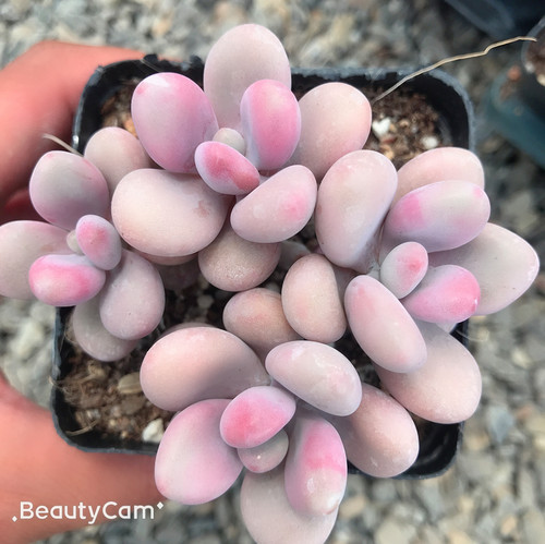 桃蛋桃蛋4头群生 多肉植物 桃之卵 新手肉肉 萌肉肉组合盆栽 - 图0
