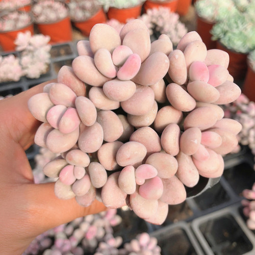 桃蛋桃蛋4头群生 多肉植物 桃之卵 新手肉肉 萌肉肉组合盆栽 - 图1