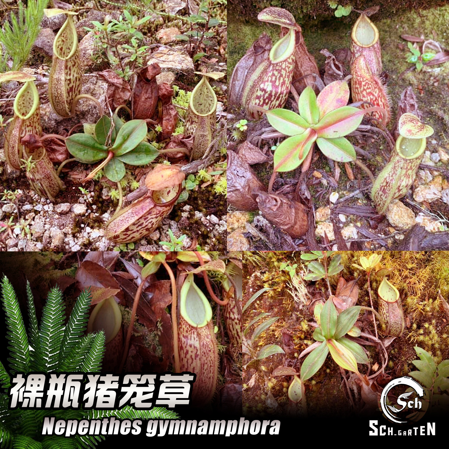 裸瓶猪笼草丨n.  gymnamphora丨食虫植物 也能长地笼的高地猪