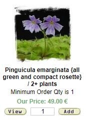 BCP全绿紧凑凹瓣捕虫堇Pinguicula emarginata（all green）-图1