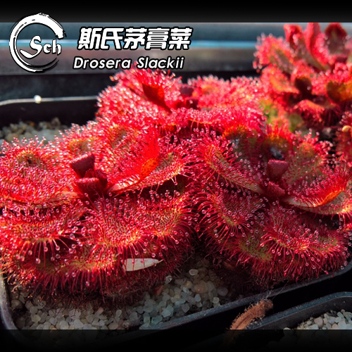 斯氏茅膏菜Drosera slackii  南非高地茅膏菜 - 图2