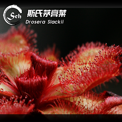 斯氏茅膏菜Drosera slackii  南非高地茅膏菜 - 图0