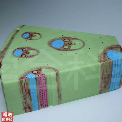 单子叶植物模型子叶植物茎构造纵横切面细胞组织X生物教学模型 - 图0