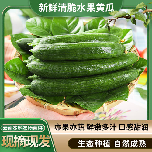 人唯贵新鲜蔬菜小黄瓜可生吃水果黄瓜500g脆嫩小青瓜川渝五件包邮 - 图0