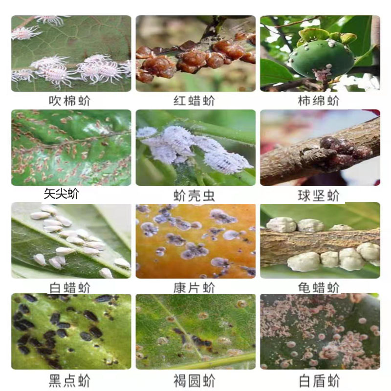 杀扑介18%吡虫啉噻嗪酮蚧壳虫介壳虫 柑橘果树荣邦农药大全杀虫剂,淘宝优惠券,粉丝福利购,淘宝优惠卷