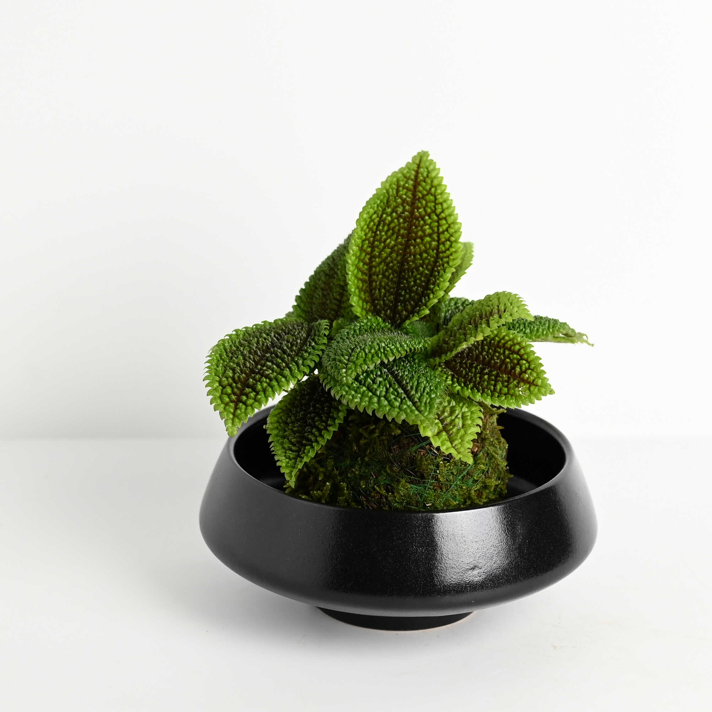皱叶冷水花苔藓球 耐阴四季常绿观叶盆栽绿植防辐射净化空气 - 图3