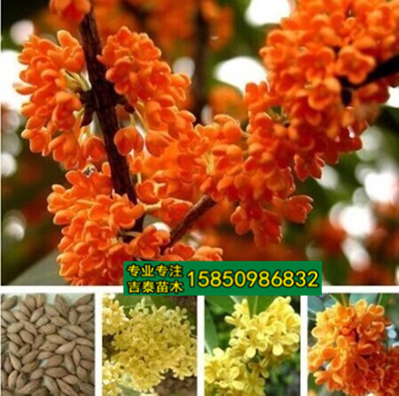 桂花种子沙藏桂花树种子四季桂丹桂金桂银桂状元桂种子木犀种子 小编推荐 Wepost 全民代运 马来西亚中国淘宝代运与集运专家