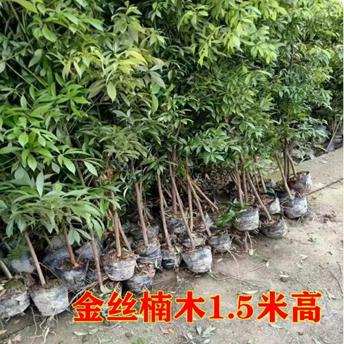 正宗四川小叶金丝楠木树苗桢楠大楠木名贵造林苗木庭院绿化包活 - 图1