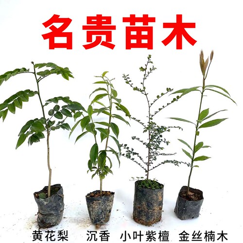 正宗四川小叶金丝楠木树苗桢楠大楠木名贵造林苗木庭院绿化包活 - 图3