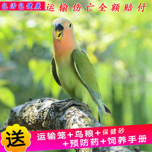 鸟活体鹦鹉活宠物鸟体虎皮黄化情侣鹦鹉云斑鹦鹉鸟粮玄凤活体 - 图0