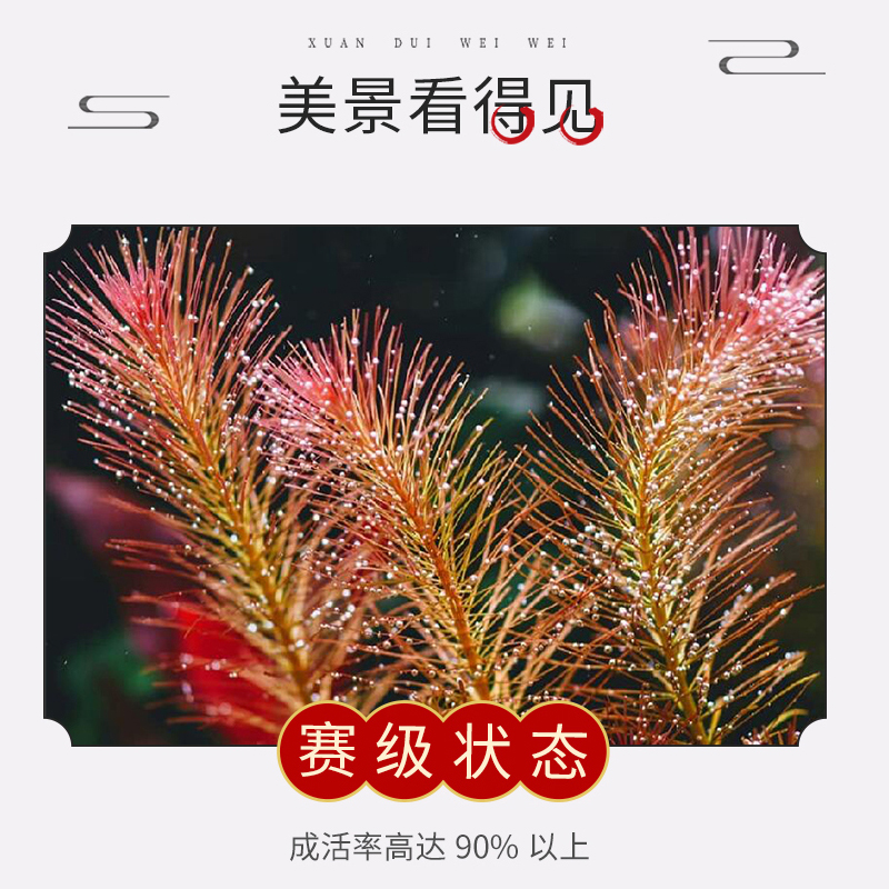 红松尾水草植物鱼缸造景中后景阴性无碳可养草缸石头新手增氧套餐-图0