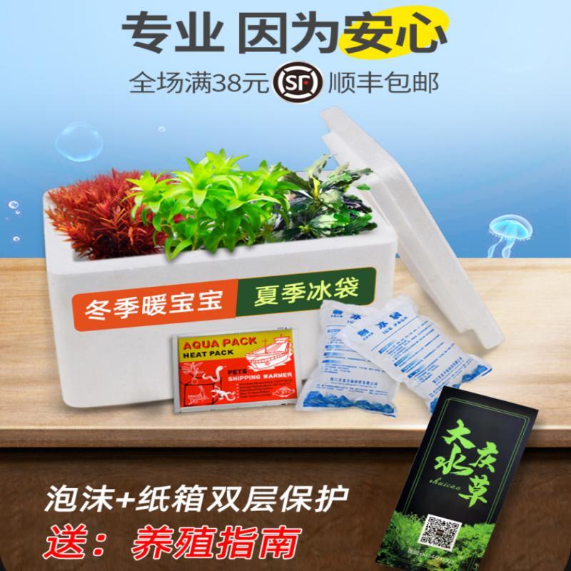 鱼缸造景全套前景沉木石头水榕椒草牛毛冒泡莫斯阴性水草植物真草-图2