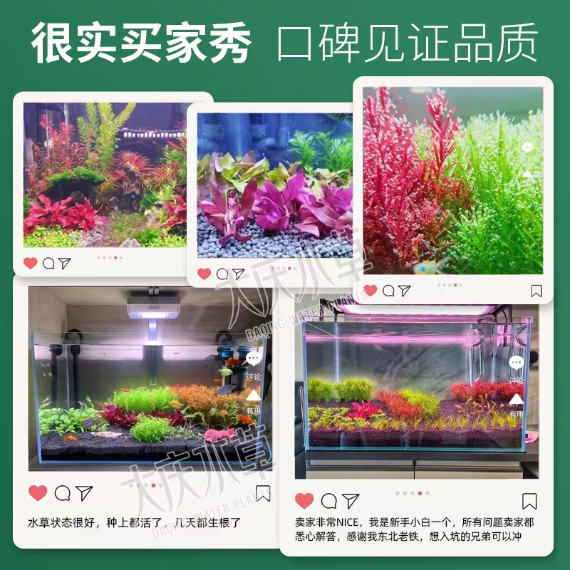 红色水草植物鱼缸水草生态造景真草阳性阴性绿植紫红丁香血红宫廷 - 图1