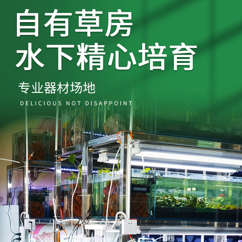 汤匙坪汤勺萍田子四叶草前景水草水下叶ada水草趴地鱼缸造景植物 - 图2