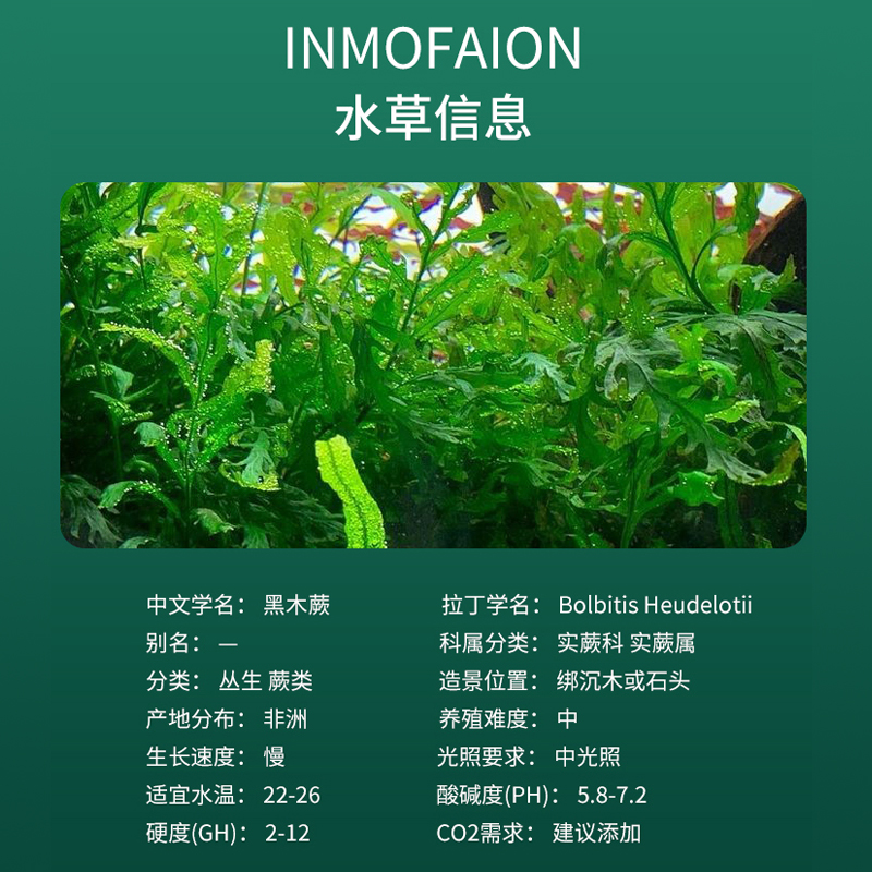 矮种黑木蕨阴性淡水草易养沉木造景水下叶中后景苔藓植物黑幕觉-图1