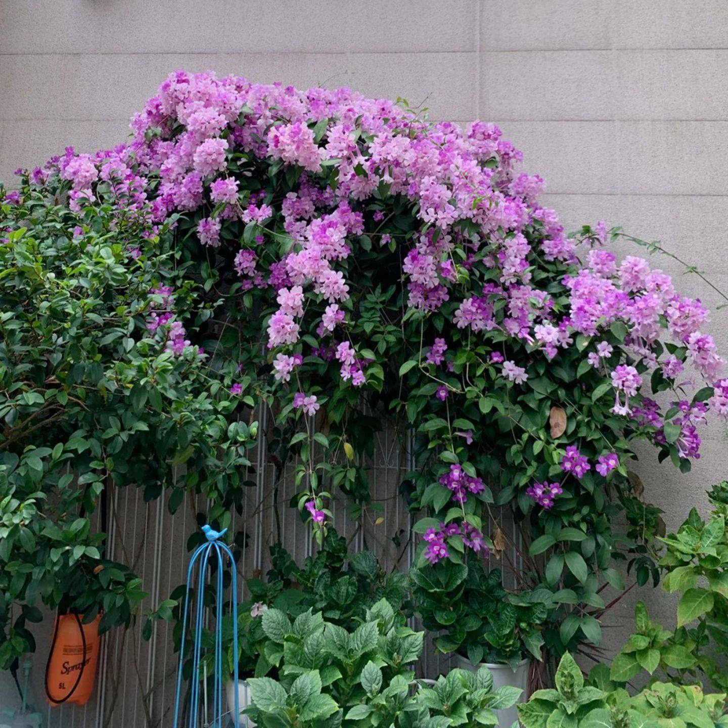 无刺蒜香藤花苗紫铃藤花多季开花庭院阳台盆栽爬藤攀援植物驱蚊虫,淘宝优惠券,粉丝福利购,淘宝优惠卷