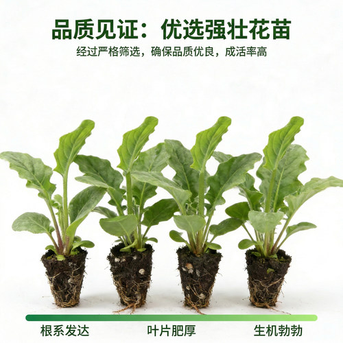 非洲菊桃熏花苗5颗扶郎花小苗高杆重瓣大花四季开花鲜切花 - 图0