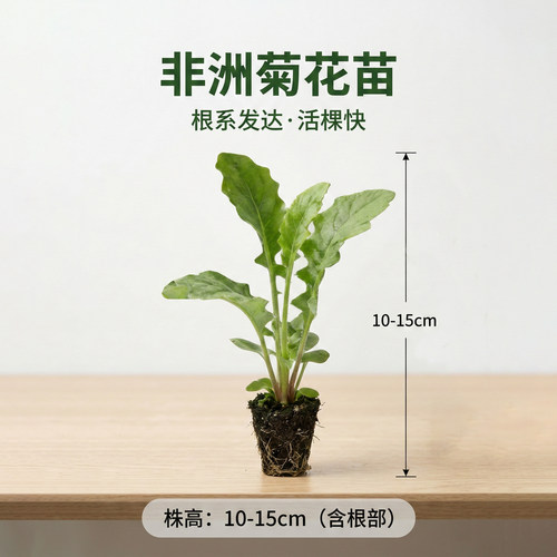 非洲菊桃熏花苗5颗扶郎花小苗高杆重瓣大花四季开花鲜切花 - 图2