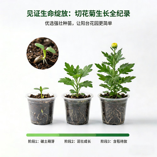 切花菊三文鱼花苗多年生草本花卉秋季开花阳台庭院盆景带土发货 - 图1
