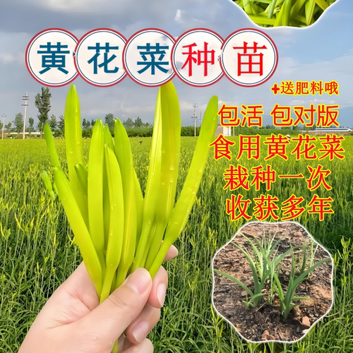 黄花菜种植苗食用黄花菜种苗黄花菜苗包成活忘忧草苗金针菜苗现挖 - 图1