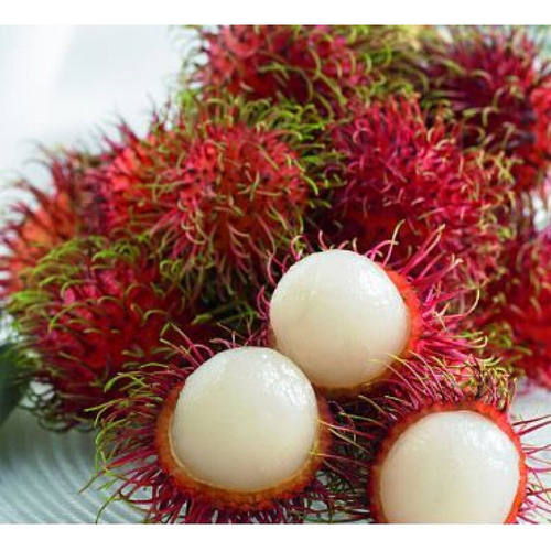 嫁接泰国红毛丹树苗毛荔枝毛龙眼果树苗南方北方种植当年结果 - 图1