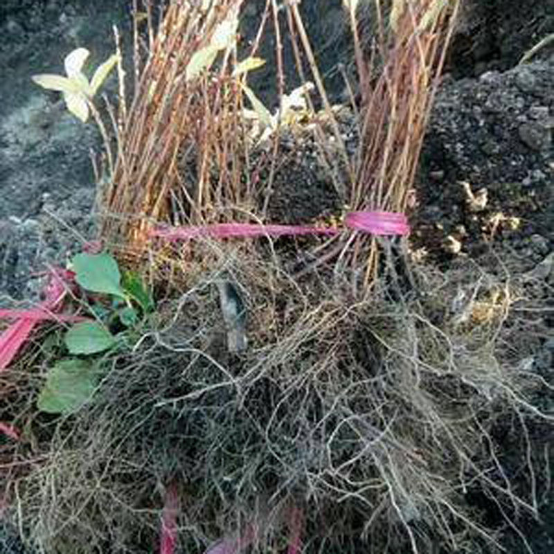 东北蓝靛果树苗野生浆果苗耐寒结果早山茄子苗包活