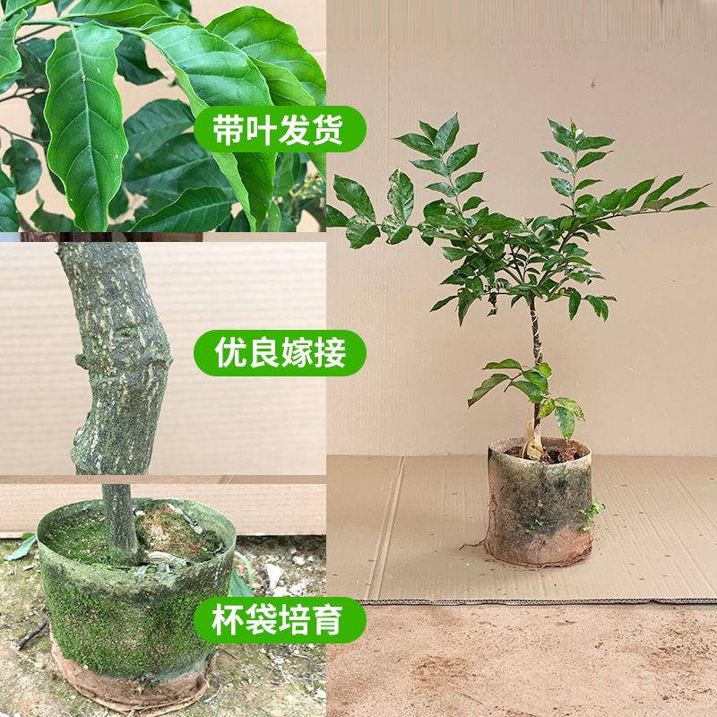 广西黄皮果苗无核黑黄皮苗树四季鸡心果苗南方种植果树嫁接苗盆栽 - 图0