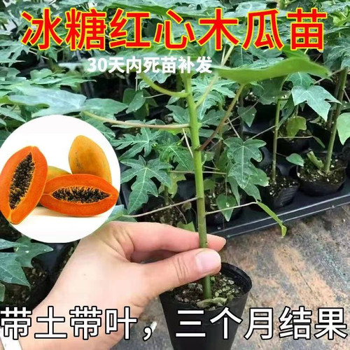 木瓜苗树南方矮化高产雷州冰糖红心大苗南方种植盆栽地栽当年结果 - 图2